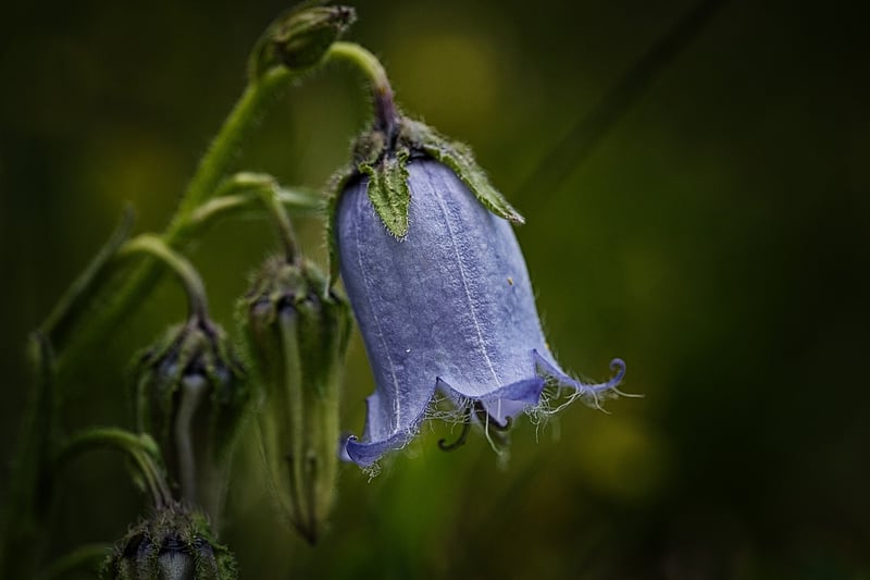 Foxglove