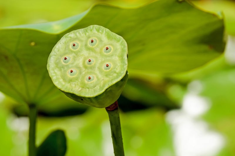 Lotus Flower