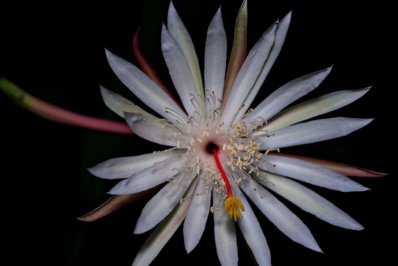 Moonflower